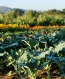 Rancho La Puerta Tecate Mexicao in the Baja of California